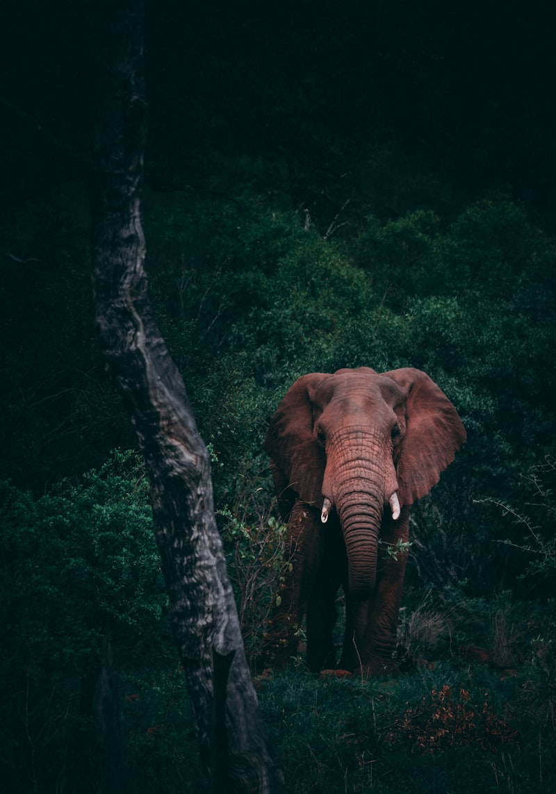 Chitwan Jungle Safari